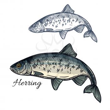 Herring sketch vector fish icon. Isolated marine atlantic ocean sardine or sea sprat fish species. Isolated symbol for seafood restaurant sign or emblem, fishing club or fishery market