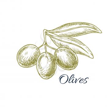 Olives sketch of vector olive-tree branch with green olive fruit for olive oil product or bottle label, salad dressing ingredient and seasoning of healthy vegetarian and vegan vegetable food menu