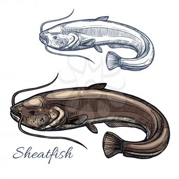 Sheatfish isolated sketch. Gray catfish, freshwater predatory fish with barbels and curved tail. Fishing sport, fish market, seafood menu and underwater wildlife themes design