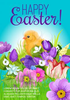 Happy Easter vector design poster or greeting card. Spring flowers bunch of crocuses, daffodils and chicken chick in springtime tulips field. Easter holiday or holy Resurrection Sunday religion celebr