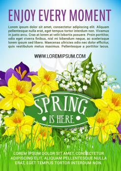 Spring is here poster of blooming flowers and bunch of yellow daffodils or narcissus and white lily of valley or crocuses on meadow grass. Vector floral design for springtime holidays