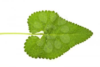 Royalty Free Photo of a Green Leaf