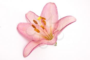 Royalty Free Photo of a Pink Lily