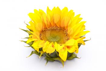 Royalty Free Photo of a Sunflower