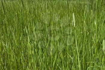 Royalty Free Photo of a Green Grass Background