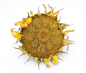 Royalty Free Photo of a Sunflower