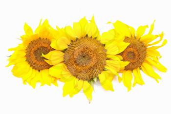 Royalty Free Photo of Sunflowers