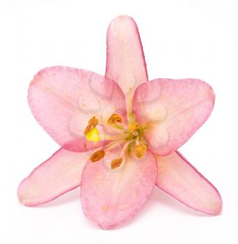 Royalty Free Photo of a Pink Lily