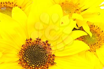 Royalty Free Photo of Sunflowers