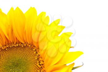 Royalty Free Photo of a Sunflower