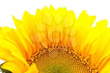 Royalty Free Photo of a Sunflower