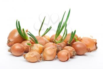 Royalty Free Photo of Onions