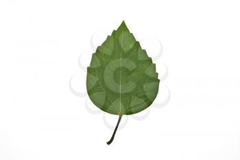 Royalty Free Photo of a Green Leaf