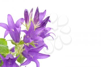 Royalty Free Photo of Blue Campanula