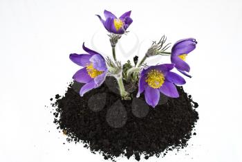 Royalty Free Photo of Violet Flowers in Soil