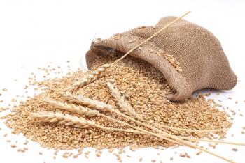 The scattered bag with wheat of a grain 