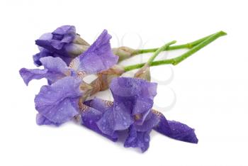 Irises on white