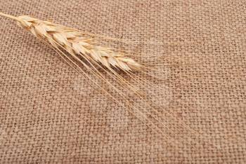 Wheat ear on burlap background
