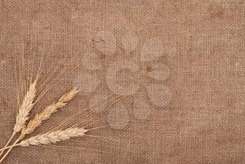 Wheat ears on burlap background 