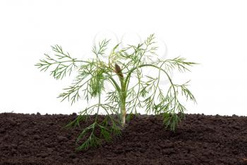 Dill in the soil