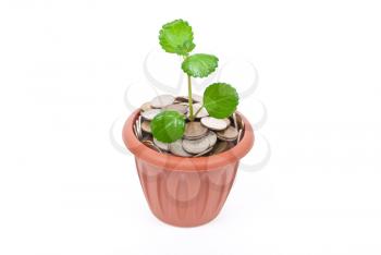 Seedling growing in money 