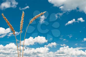 Wheat ears on the blue sky
