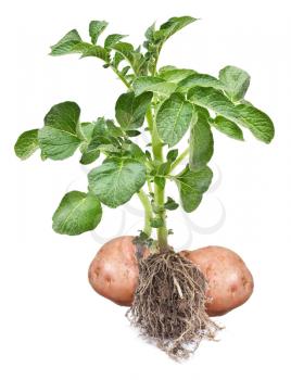Royalty Free Photo of Potatoes on the Vine