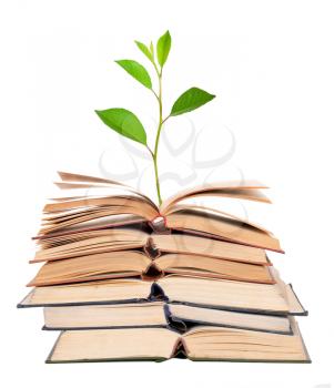 Green sprout growing from open books