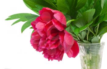 Red peony in vase