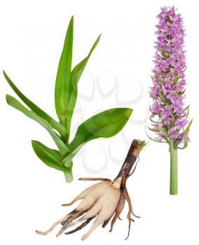 Medicinal plant: Orchid - Dactylorhiza fushsii
