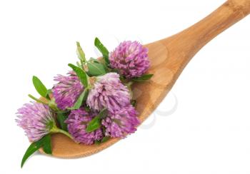 Clover flower tea on the wooden spoon 