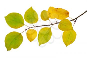 Branch of an apple tree with autumn leaves