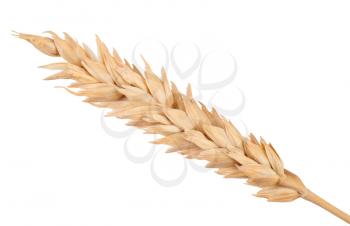 Ear of wheat. Macro