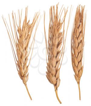 Ears of wheat. Macro