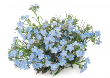 Forget-me-flower 