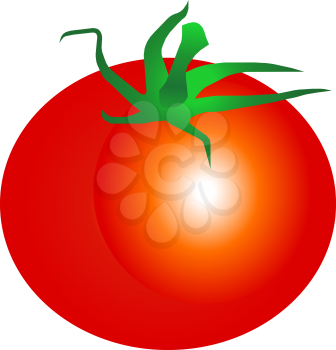 Tomato isolated single