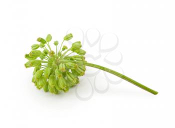 Angelica plant