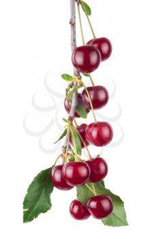 Cherry branch with leaves