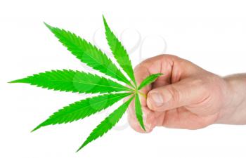 Marijuana leaves in hand