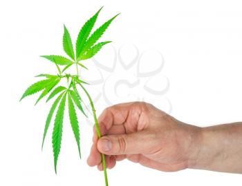 Marijuana leaves in hand