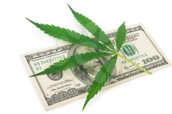the cannabis and money