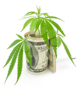 the cannabis and money