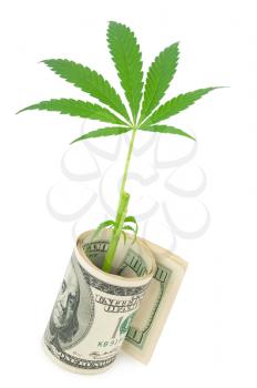 the cannabis and money