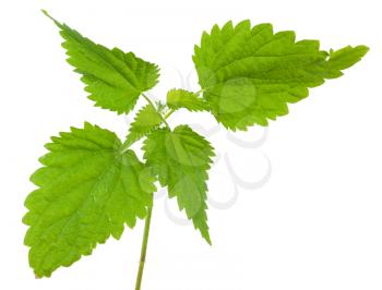 Nettle isolated on a white background