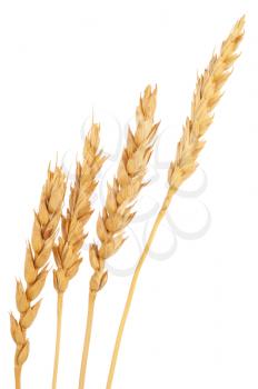 Ears of wheat