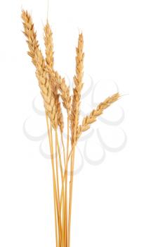 Ears of wheat