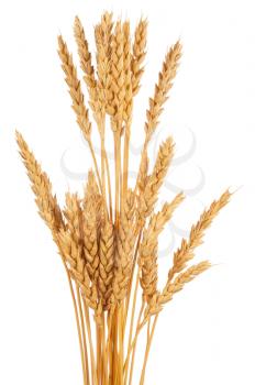 Ears of wheat