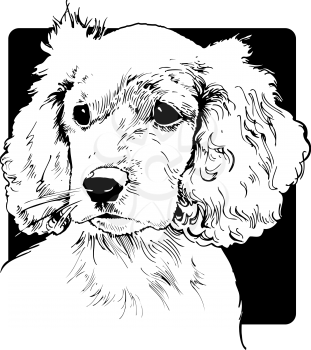 Royalty Free Clipart Image of a Cocker Spaniel