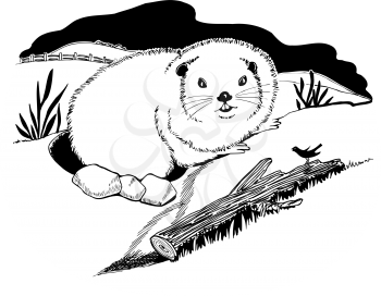 Groundhog Clipart