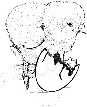 Hatched Clipart